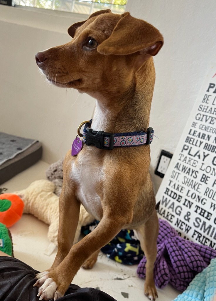 Gia, an adoptable Chihuahua in San Juan de Abajo, NAY, 63732 | Photo Image 1