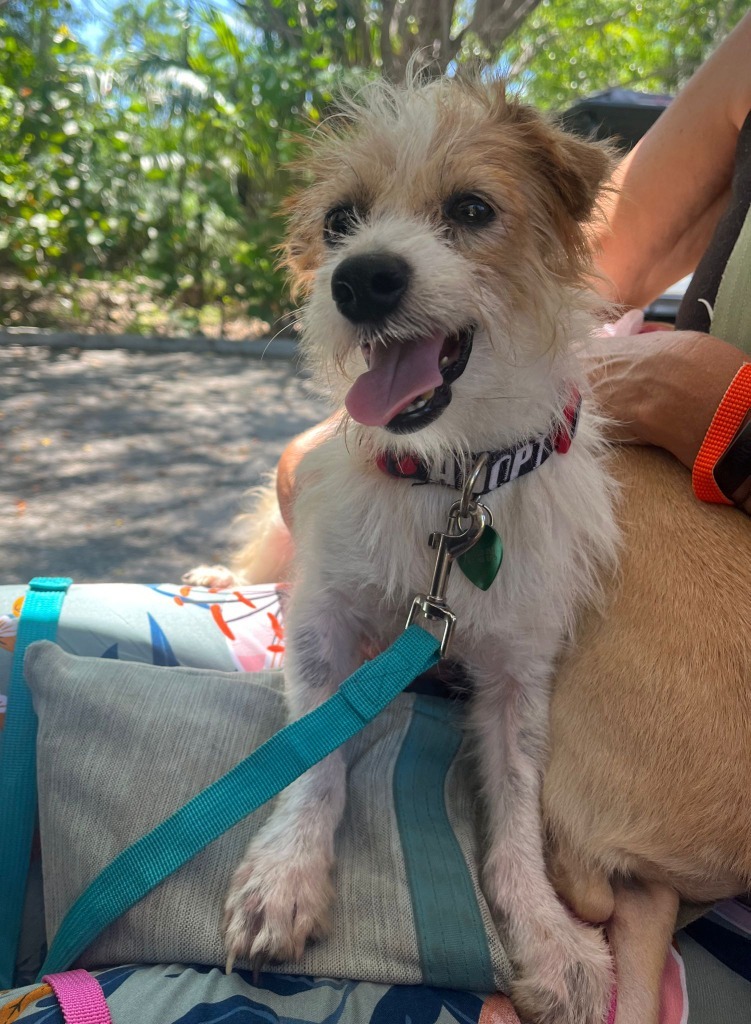 Rudy, an adoptable Mixed Breed in San Juan de Abajo, NAY, 63732 | Photo Image 1