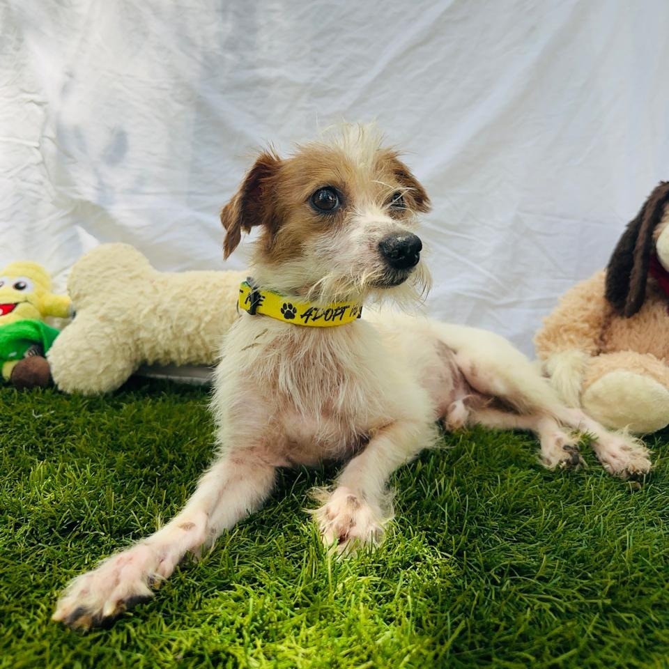 Rudy, an adoptable Mixed Breed in San Juan de Abajo, NAY, 63732 | Photo Image 3