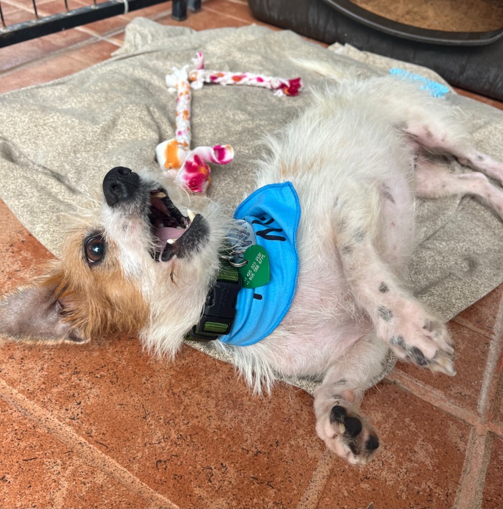 Rudy, an adoptable Mixed Breed in San Juan de Abajo, NAY, 63732 | Photo Image 4