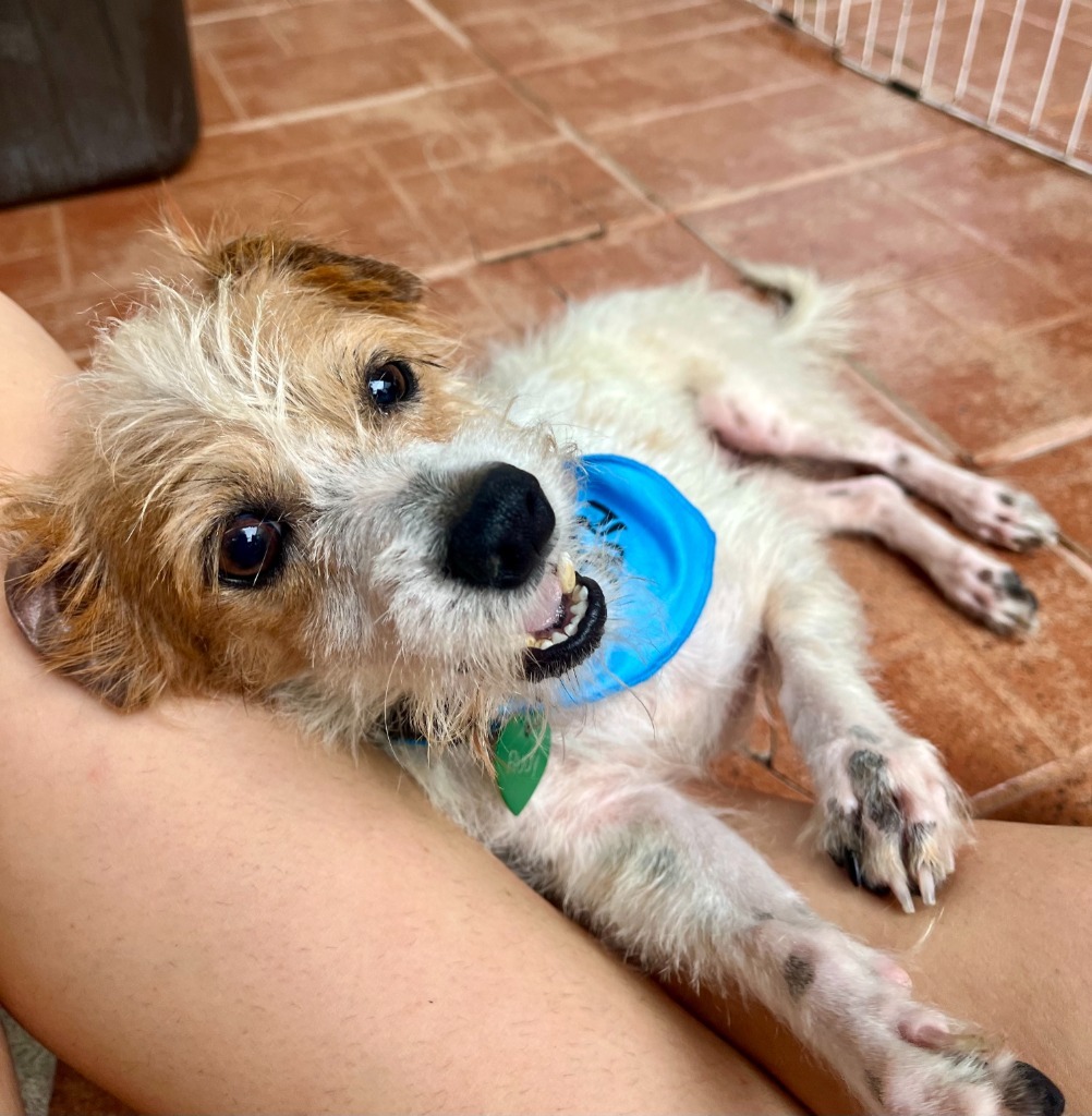 Rudy, an adoptable Mixed Breed in San Juan de Abajo, NAY, 63732 | Photo Image 5