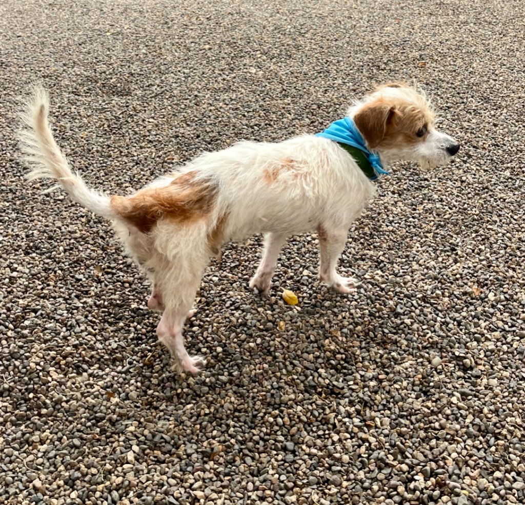 Rudy, an adoptable Mixed Breed in San Juan de Abajo, NAY, 63732 | Photo Image 6