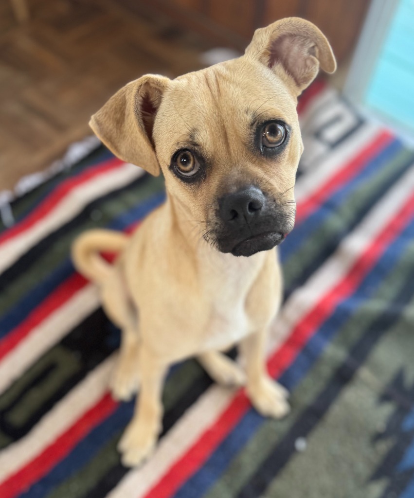 Luffy, an adoptable Mixed Breed, Pug in San Juan de Abajo, NAY, 63732 | Photo Image 1