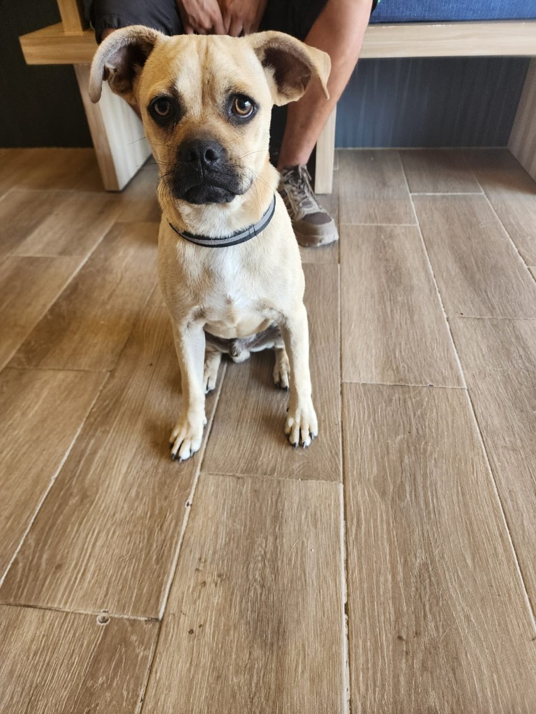 Luffy, an adoptable Mixed Breed, Pug in San Juan de Abajo, NAY, 63732 | Photo Image 2