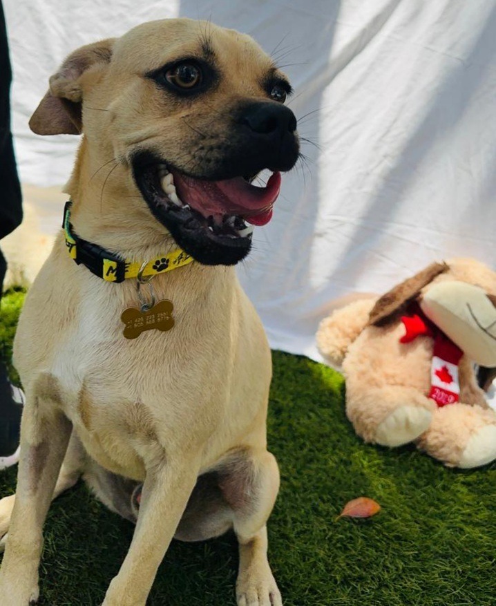 Luffy, an adoptable Mixed Breed, Pug in San Juan de Abajo, NAY, 63732 | Photo Image 3