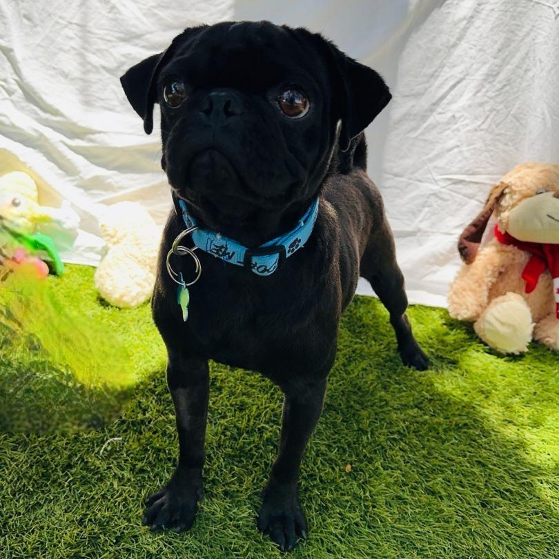 Sisu, an adoptable Pug in San Juan de Abajo, NAY, 63732 | Photo Image 1