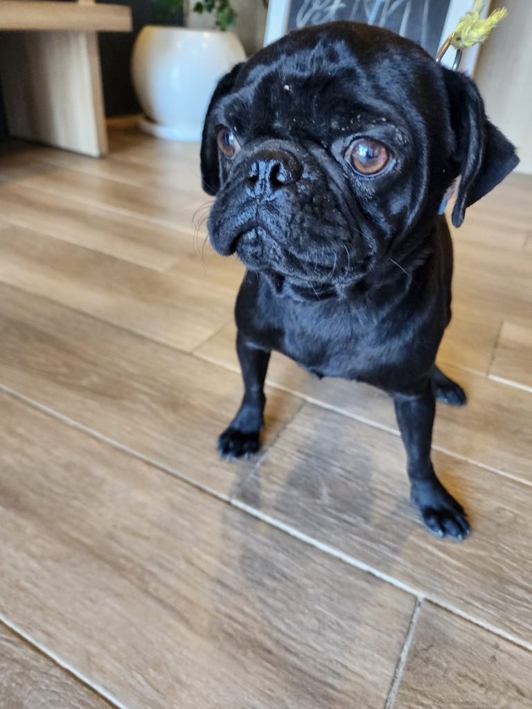 Sisu, an adoptable Pug in San Juan de Abajo, NAY, 63732 | Photo Image 2