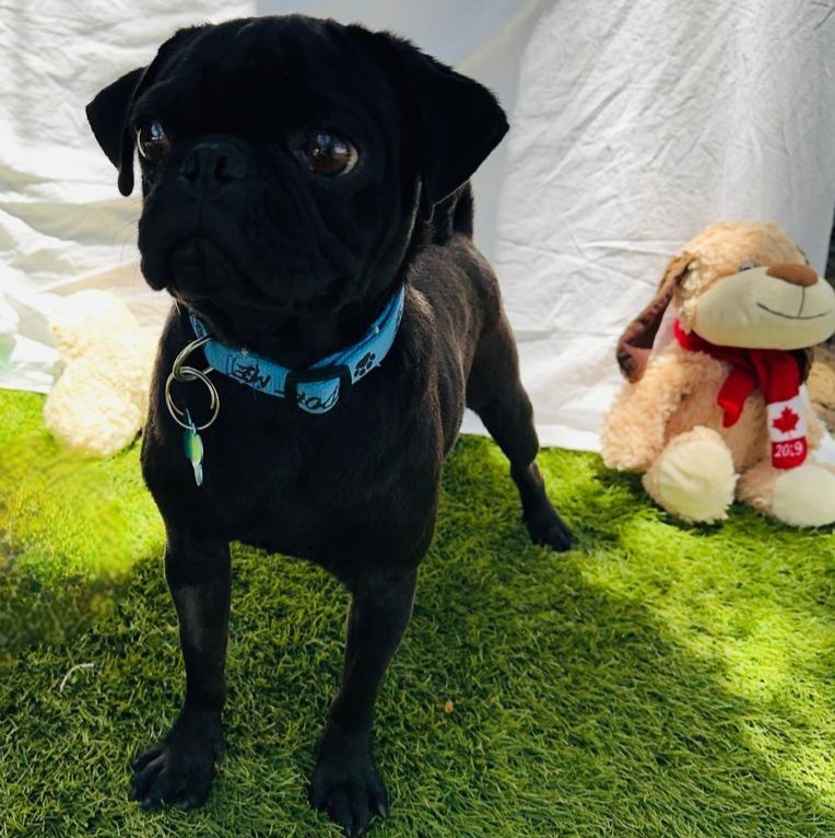 Sisu, an adoptable Pug in San Juan de Abajo, NAY, 63732 | Photo Image 3