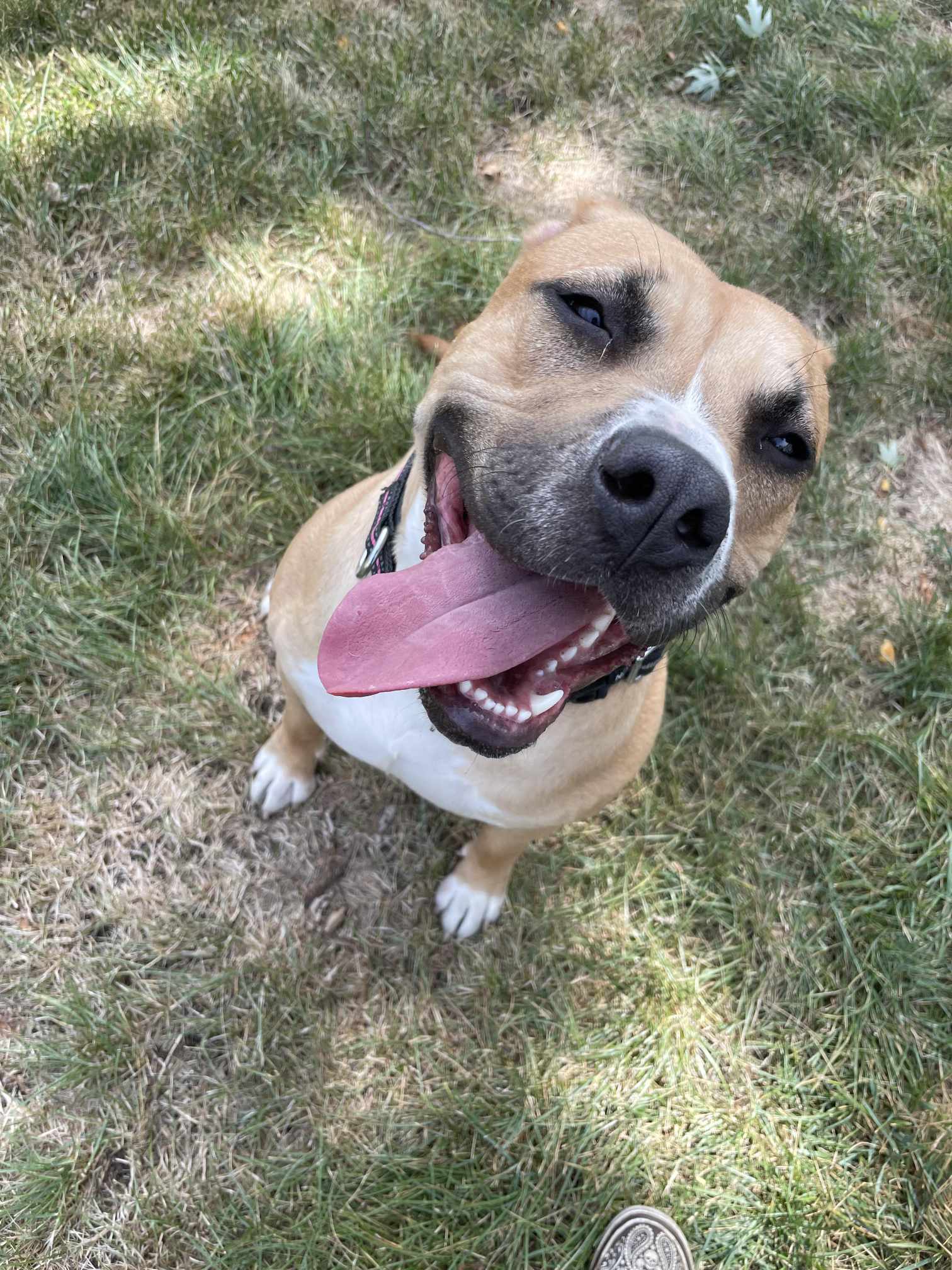 Whiskey, an adoptable Terrier in Waterloo, IA, 50703 | Photo Image 3