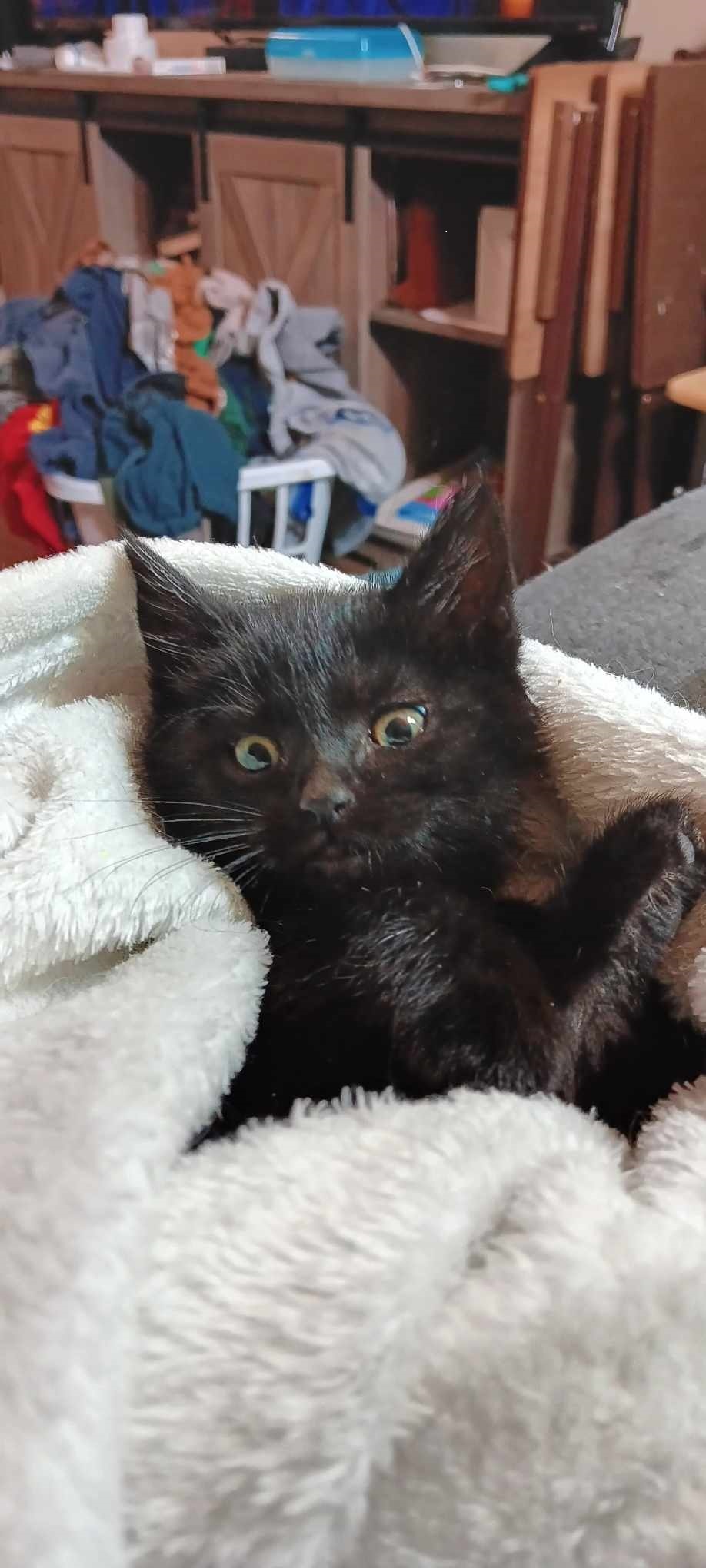 Yang, an adoptable Domestic Short Hair in Twin Falls, ID, 83301 | Photo Image 1