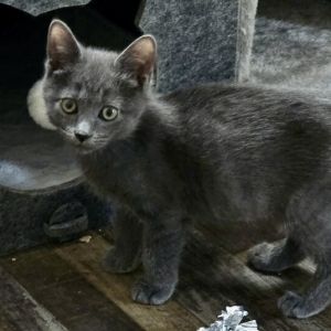 Smidgett Russian Blue Cat