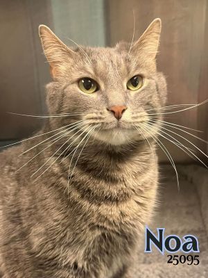 Noa is a handsome hunk of a cat He gives awesome little smiles and is quite the charmer He is