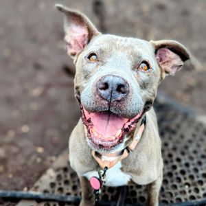 Gigi, Adult Female Mixed Breed