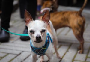 Jojo is a 12-year-old 6-pound male chihuahua mix from the NYCACC Age is just a number for this han
