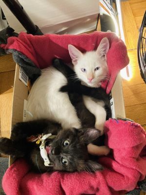 Feyd-Rautha and Stilgar Siamese Cat