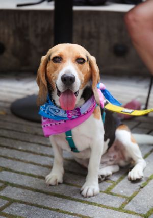 Bruno is a 3-year-old 25 pound male beagle mix from Texas but was first rescued in Mexico Fun fa