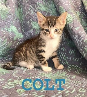 Colt is a 25-month-old 25-pound male kitten from Texas Colt is part of a litter of 4 who were re