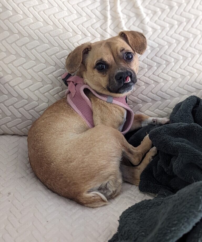 Sussie Q, an adoptable Pug in San Diego, CA, 92103 | Photo Image 1