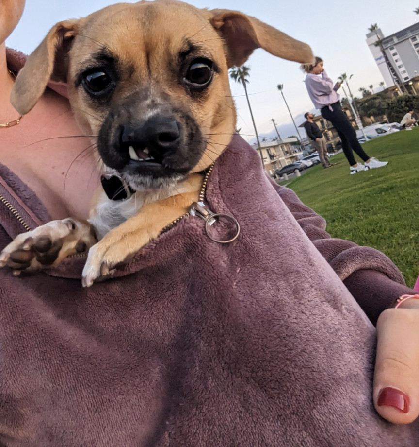 Sussie Q, an adoptable Pug in San Diego, CA, 92103 | Photo Image 2