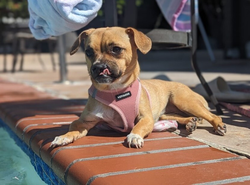 Sussie Q, an adoptable Pug in San Diego, CA, 92103 | Photo Image 3