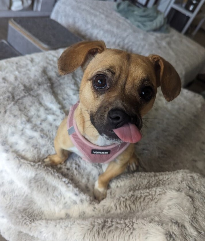 Sussie Q, an adoptable Pug in San Diego, CA, 92103 | Photo Image 4