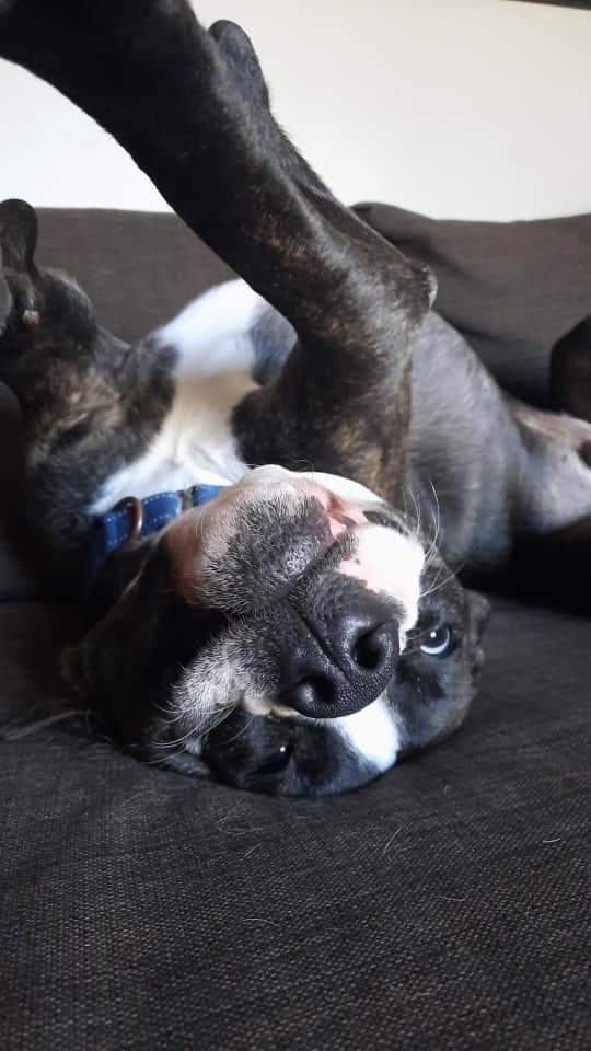 Cooper (FKA Shot Gun), an adoptable Pit Bull Terrier in Wausau, WI, 54401 | Photo Image 4