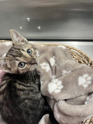 Name Fennel Age 5 weeks old Breed Domestic Shorthair Gender Female Say hello to Fennel our deli