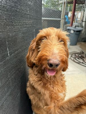 Name Ella Age 2 years old Breed Irish Doodle Gender Female Arrival Date 5232024 Introducing E