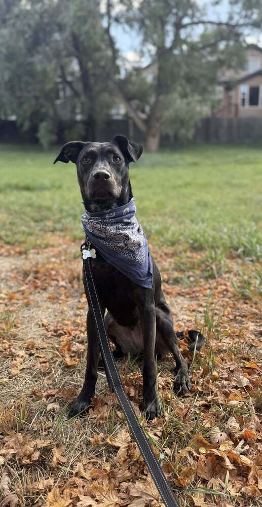 Nikki, an adoptable Labrador Retriever in Littleton, CO, 80126 | Photo Image 1