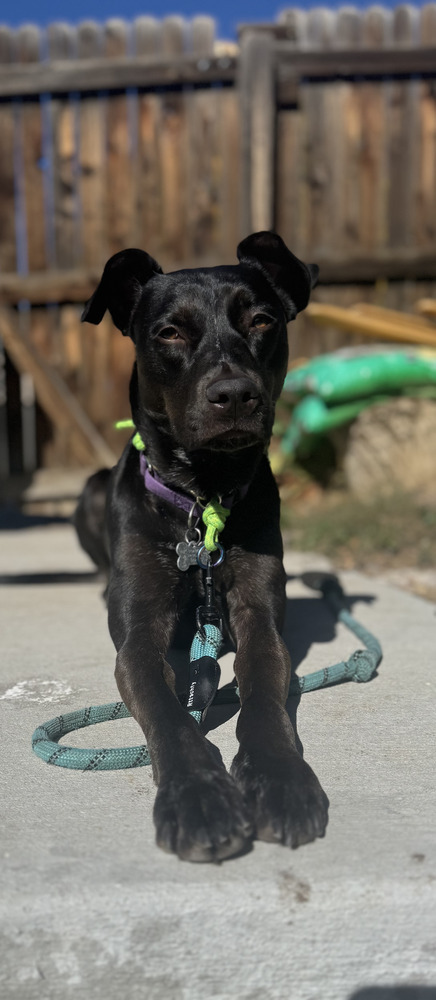Nikki, an adoptable Labrador Retriever in Littleton, CO, 80126 | Photo Image 2