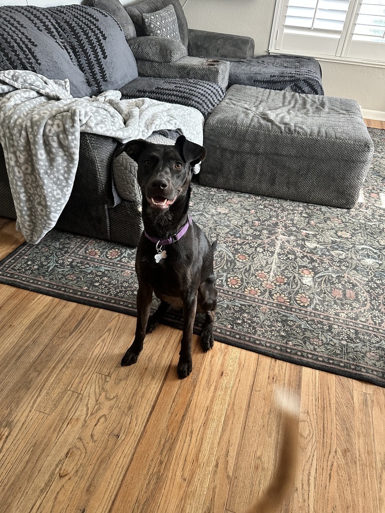 Nikki, an adoptable Labrador Retriever in Littleton, CO, 80126 | Photo Image 3