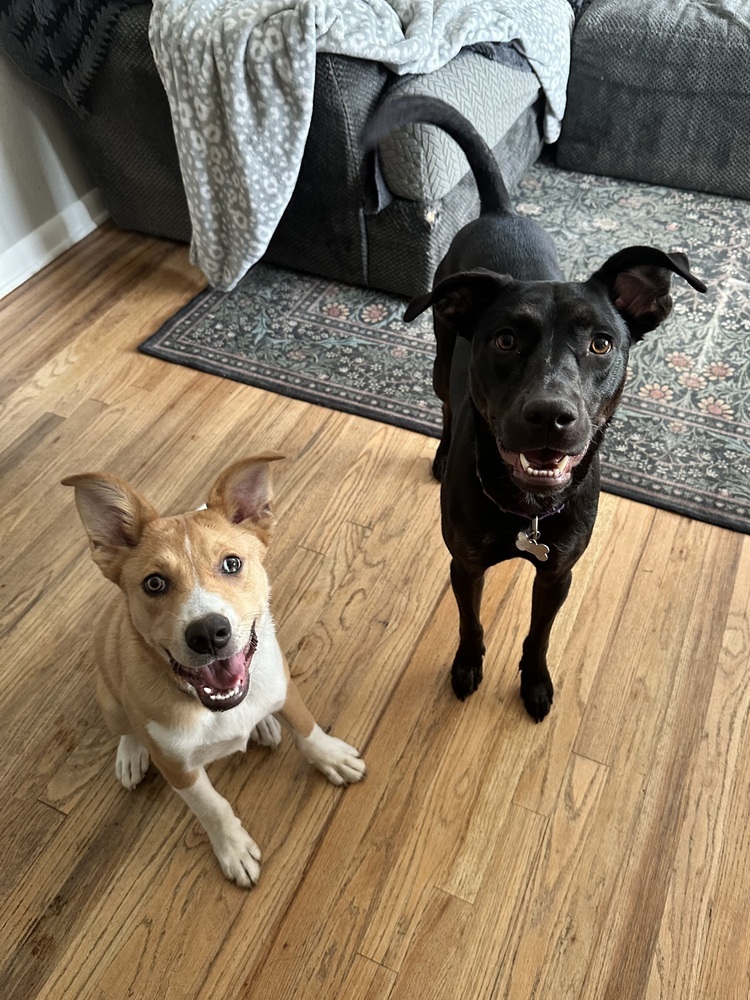 Nikki, an adoptable Labrador Retriever in Littleton, CO, 80126 | Photo Image 4
