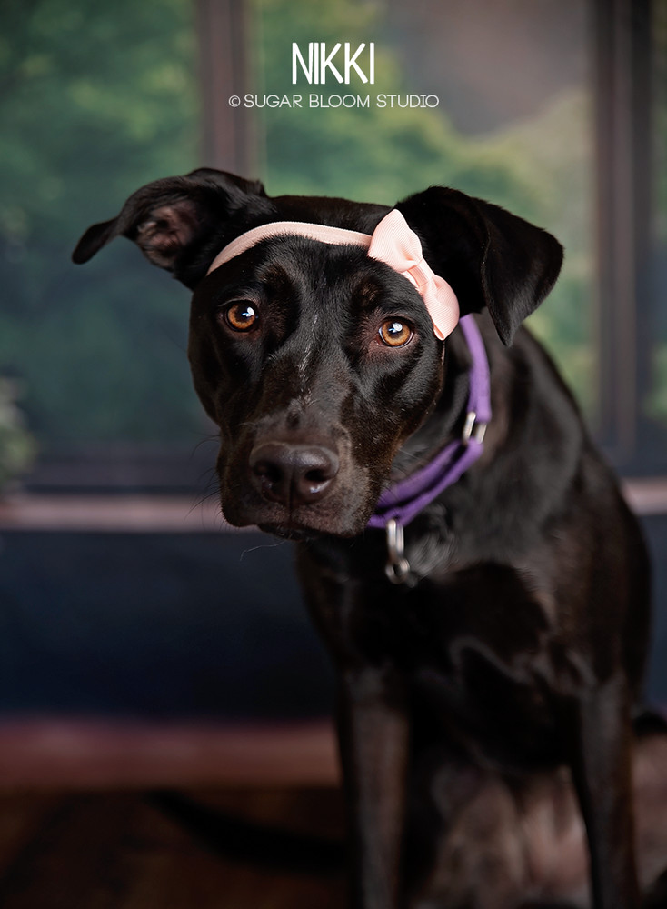 Nikki, an adoptable Labrador Retriever in Littleton, CO, 80126 | Photo Image 4