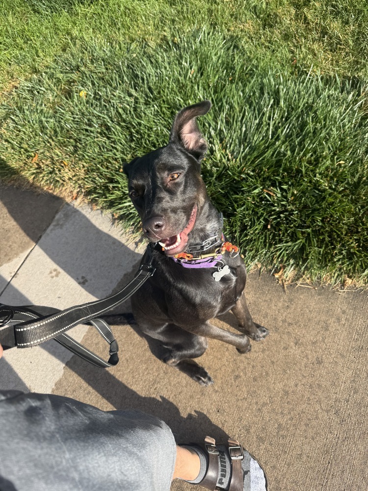 Nikki, an adoptable Labrador Retriever in Littleton, CO, 80126 | Photo Image 5