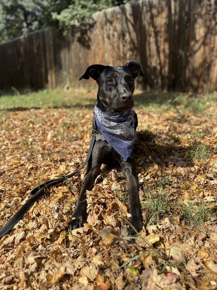 Nikki, an adoptable Labrador Retriever in Littleton, CO, 80126 | Photo Image 5