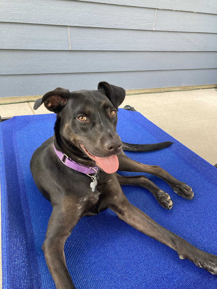 Nikki, an adoptable Labrador Retriever in Littleton, CO, 80126 | Photo Image 6