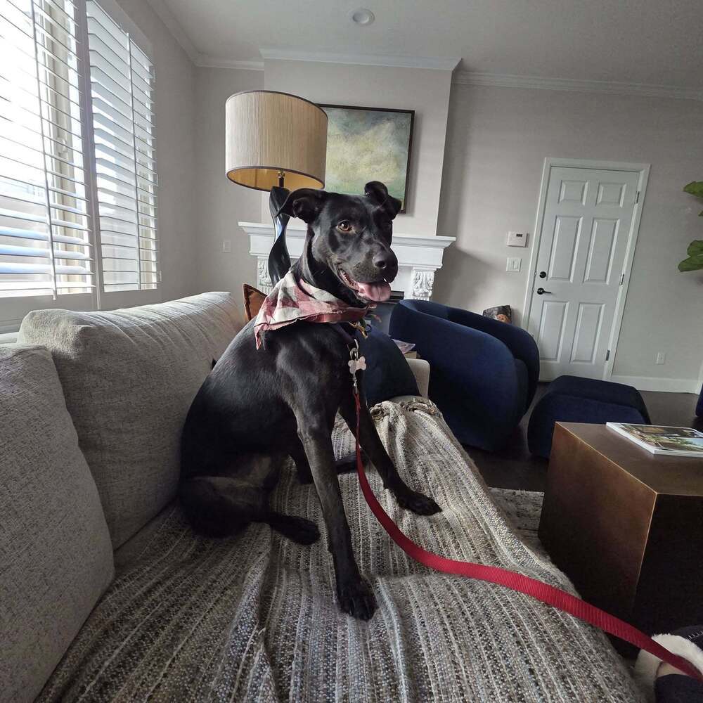 Nikki, an adoptable Labrador Retriever in Littleton, CO, 80126 | Photo Image 6