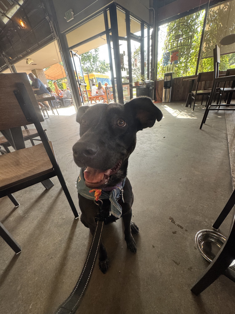 Nikki, an adoptable Labrador Retriever in Littleton, CO, 80126 | Photo Image 6