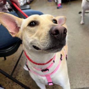 Pioggia is a precious girl saved during a devastating storm in the Bahamas She is 45 pounds of pure