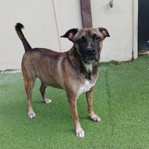 Ceelo, Adult Male Belgian Shepherd / Malinois