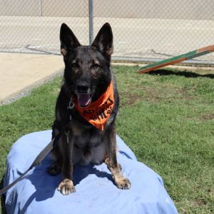 Hunter, Adult Male German Shepherd Dog