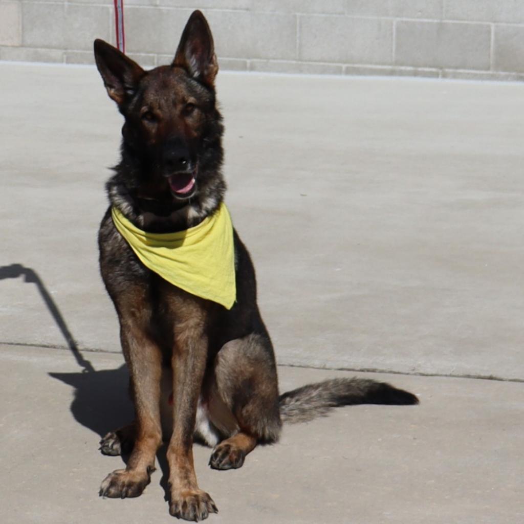 Hunter, an adoptable German Shepherd Dog in Ione, CA, 95640 | Photo Image 2
