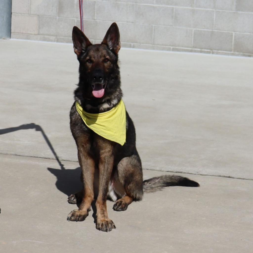 Hunter, an adoptable German Shepherd Dog in Ione, CA, 95640 | Photo Image 3