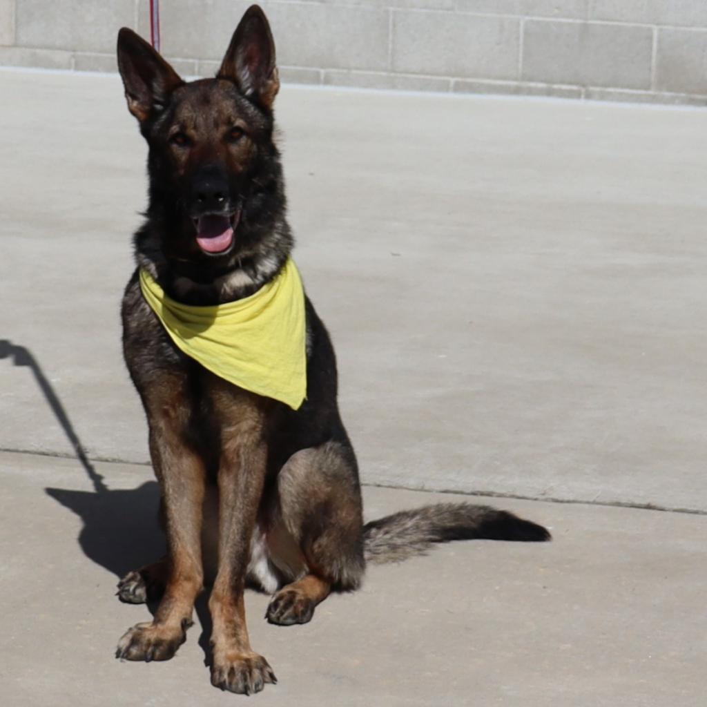Hunter, an adoptable German Shepherd Dog in Ione, CA, 95640 | Photo Image 4