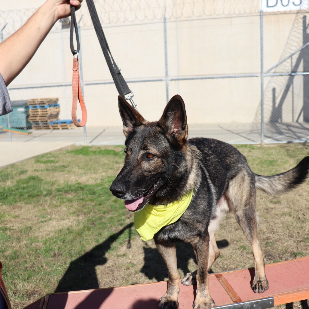 Hunter, an adoptable German Shepherd Dog in Ione, CA, 95640 | Photo Image 5