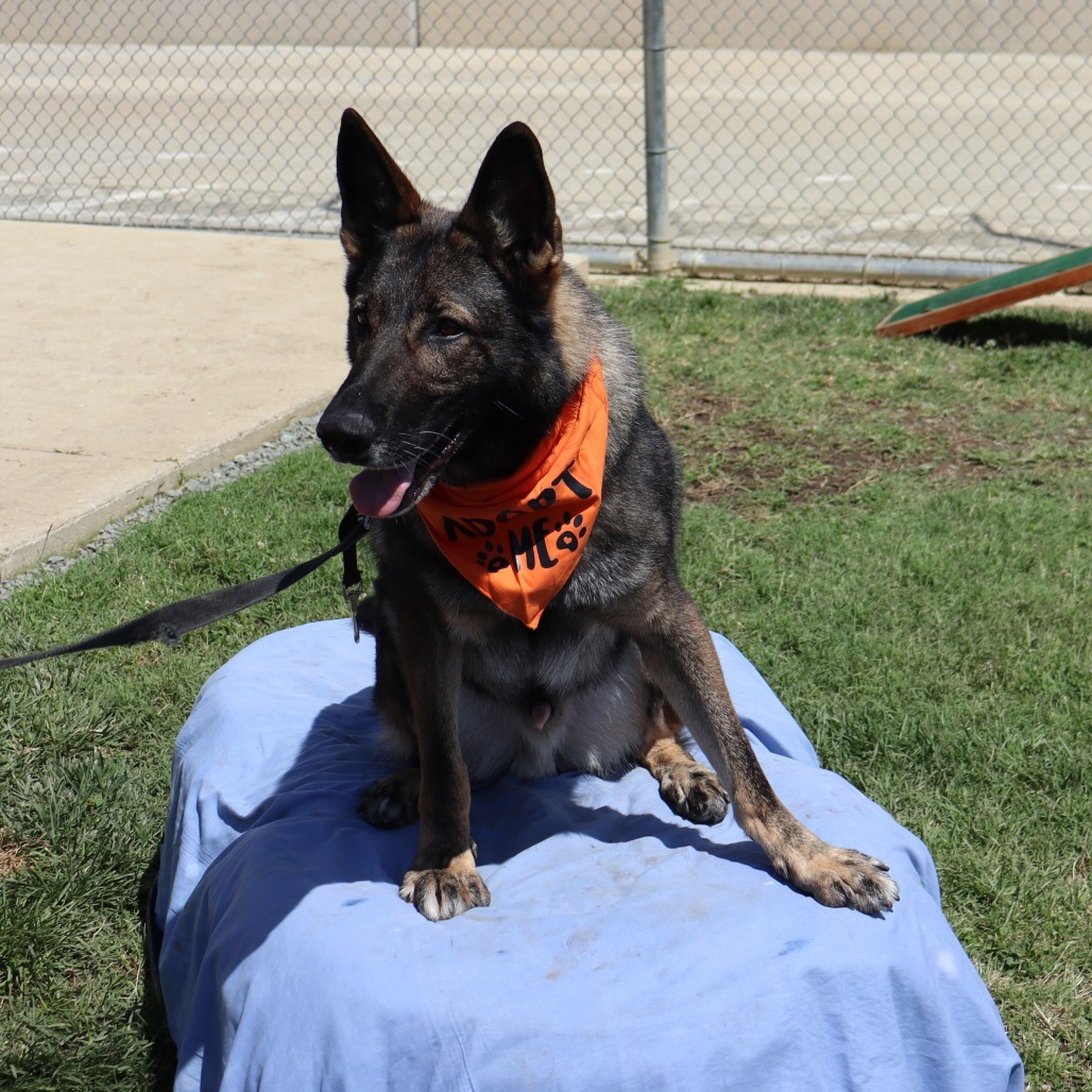 Hunter, an adoptable German Shepherd Dog in Ione, CA, 95640 | Photo Image 6