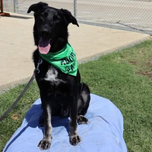Huey, Adult Male Shepherd
