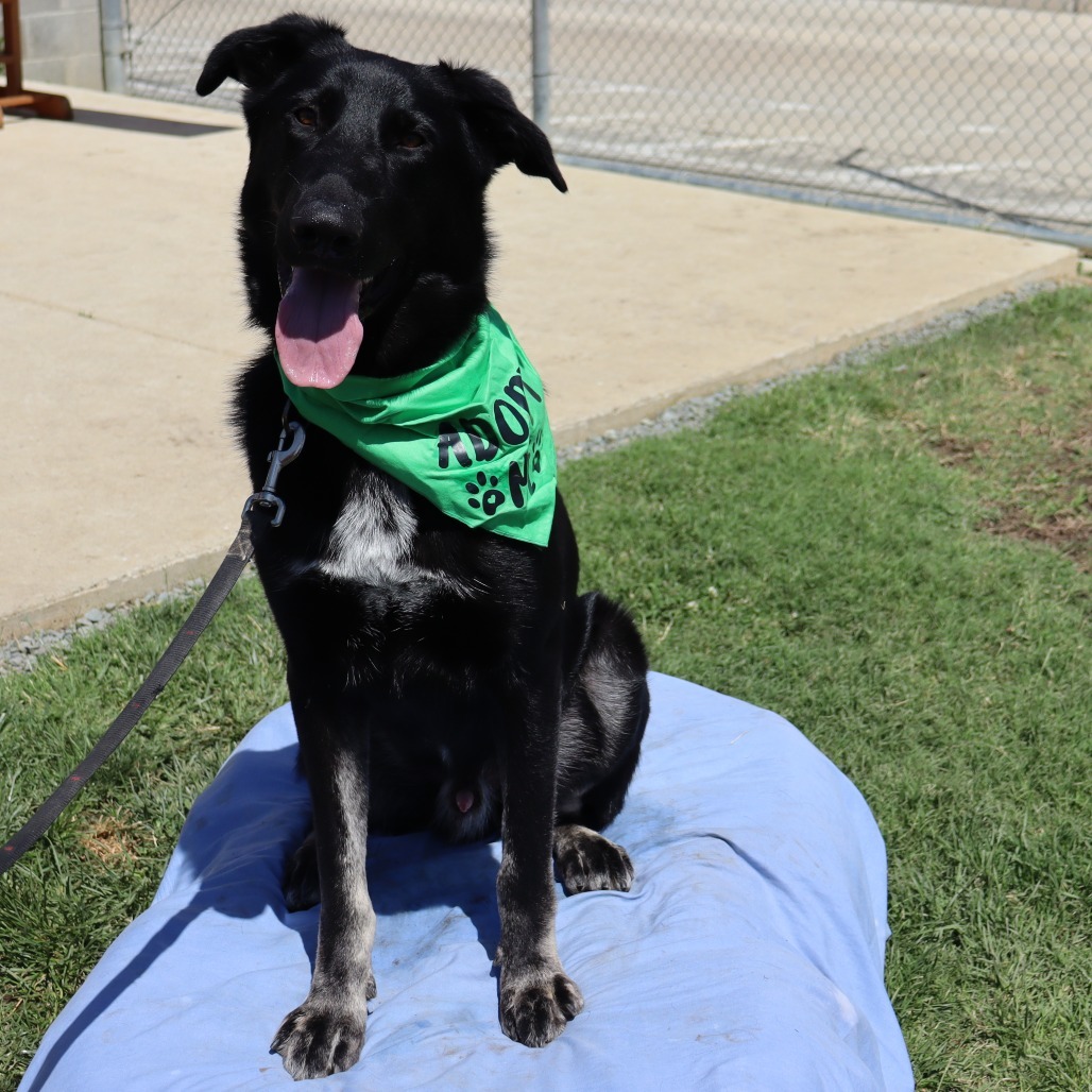 Huey, an adoptable Shepherd in Ione, CA, 95640 | Photo Image 1