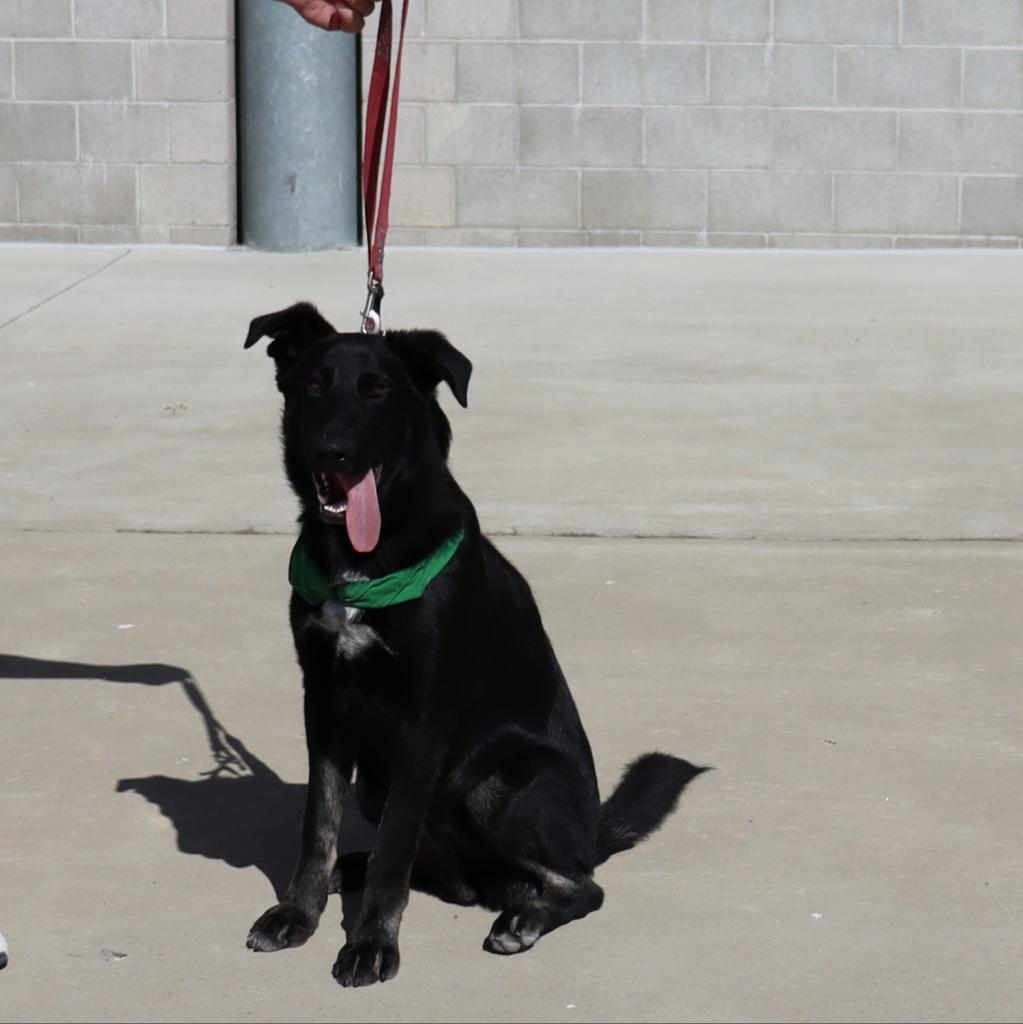 Huey, an adoptable Shepherd in Ione, CA, 95640 | Photo Image 2