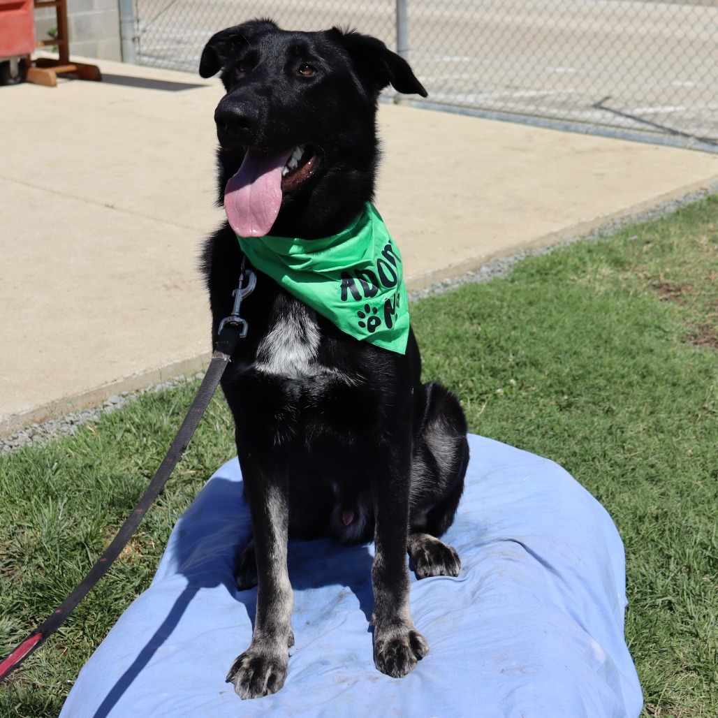 Huey, an adoptable Shepherd in Ione, CA, 95640 | Photo Image 3